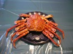 Alaskan King Crab