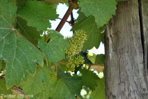 Domaine de Chaberton: Little grapes