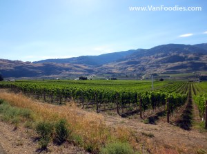 Endless rows of vines along Black Sage Road