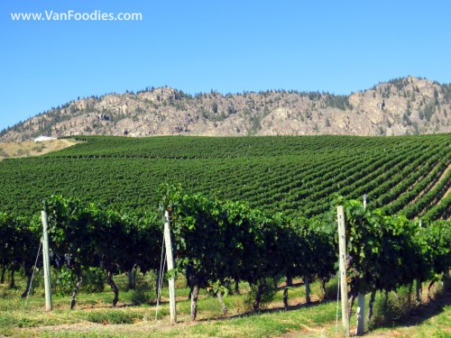 Rows and rows of vines